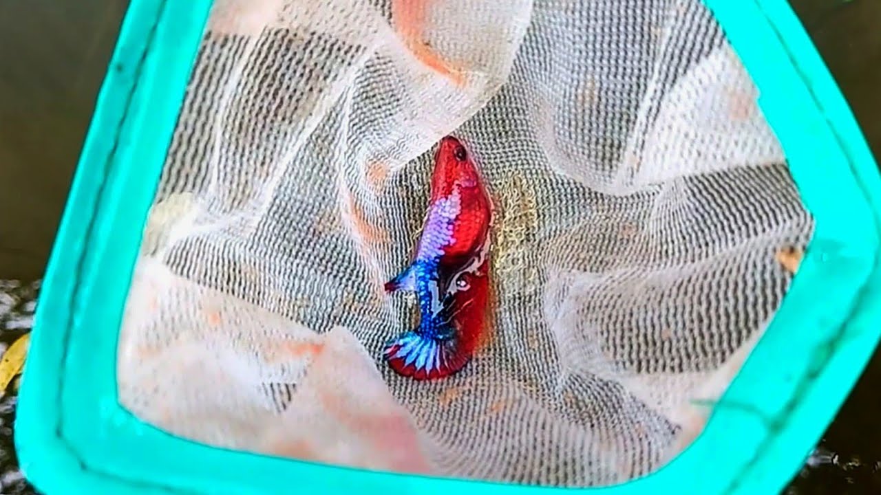 หาไรแดง อนุบาลลูกปลากัดให้อาหารมื้อแรก EP.3