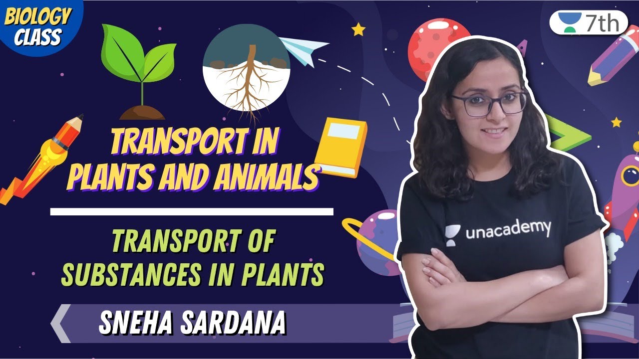 Transport Of Substances In Plants | Unacademy Class 7 | Biology | Sneha  Sardana - YouTube