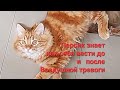 Одесса.Персик знает как нужно себя вести во время Тревоги 🐈