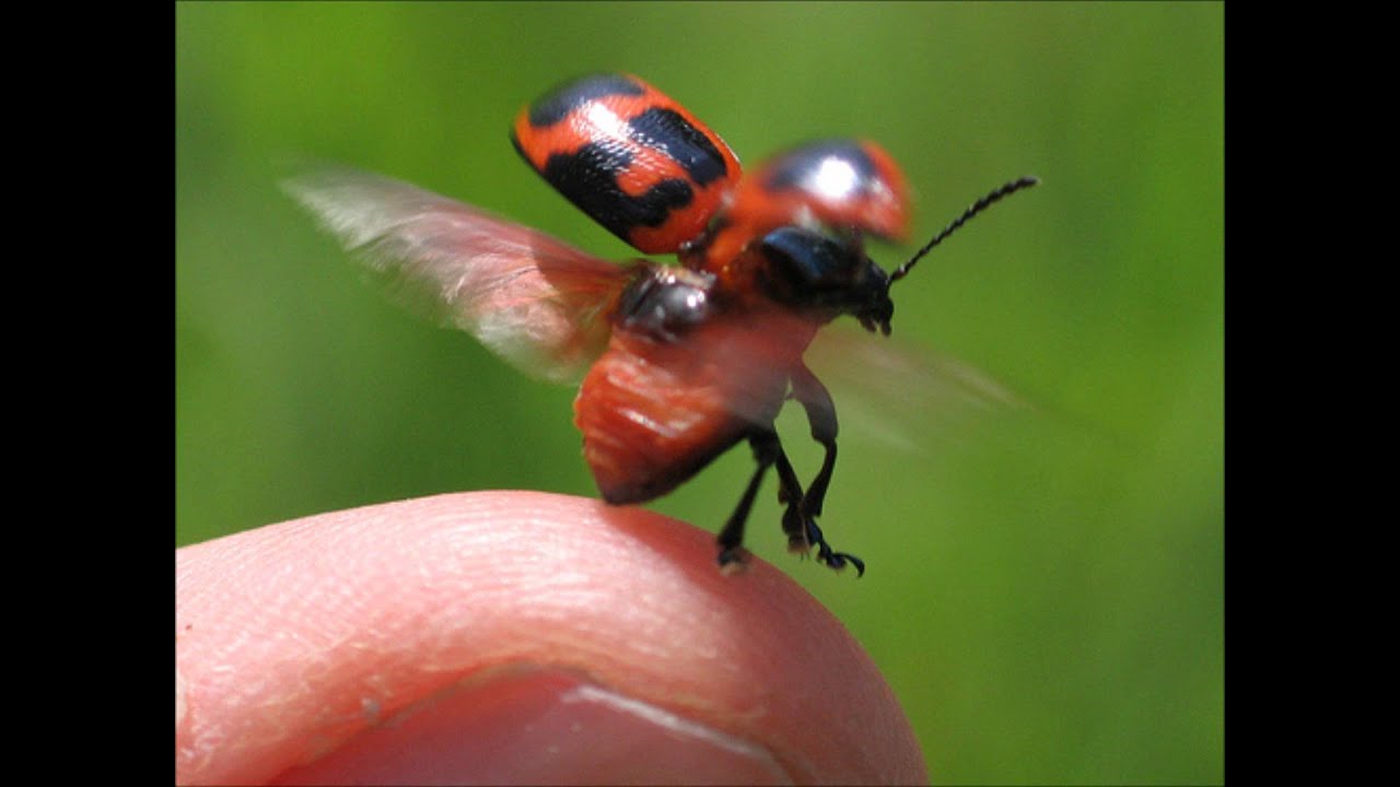кусается коровка. коровки кусаются коровки. кусается коровка. божья коровка кусается или нет. паук арлекин.