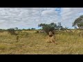 Male lion warns lioness not to mess with his cubs