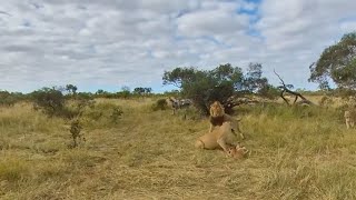 Male lion warns lioness not to mess with his cubs