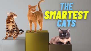 CATS IQ  Discover the SMARTEST and the SILLIEST Domestic CAT Breeds!