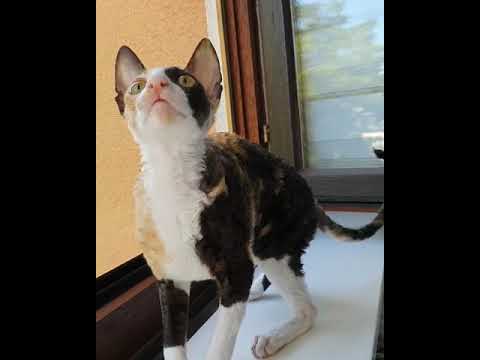 Cornish Rex cat Harmony! So beautiful!