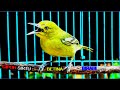 Download Lagu Burung Sirtu Cipoh Betina Memanggil Jantan _ Birahi