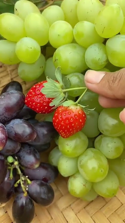 panen buah buahan di belakang rumah yukk impian semua orang 🥲😭🤧😂
