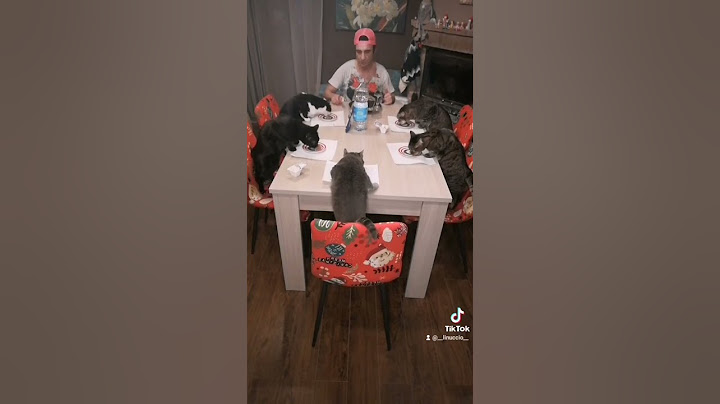 ospiti speciali a cena #gatto #tiktok #cena #chef