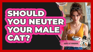 Should You Neuter Your Male Cat? - Happy Cat Handbook