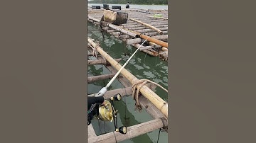 Câu cá tráp hanh bằng cần ikada #cauca #fishing