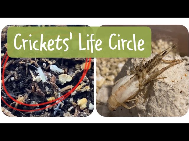 A bugs life. (Crickets full life cycle) class=