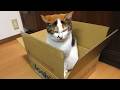 Laughing is Losing 😂 Funny Animal Videos