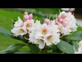 Rhododendron  von Mainau  -     F- 223  -  HD