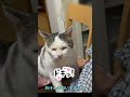 【家猫シロの秘密】まさかのセカンドハウス:帰宅した猫の香りにシャンプーの匂いが【オリジナル曲】#shorts#cat#家猫シロ