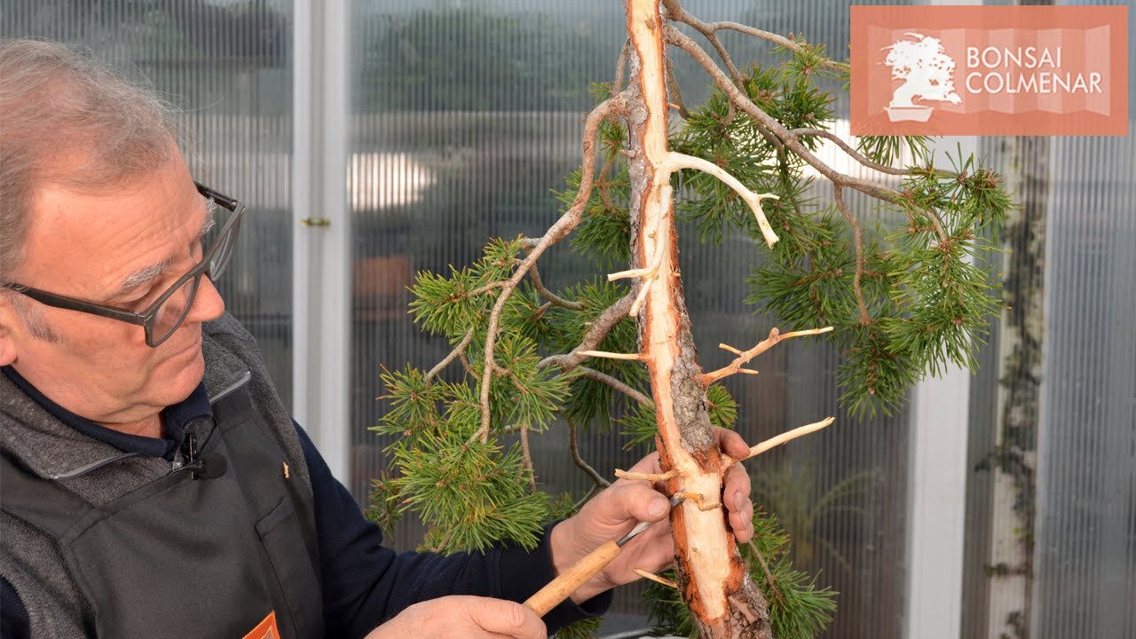 Pino con shari - Bonsai Colmenar