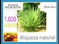 Aloe vera o sabila (LA PLANTA MILAGROSA Y DE LOS 1,000 USOS)