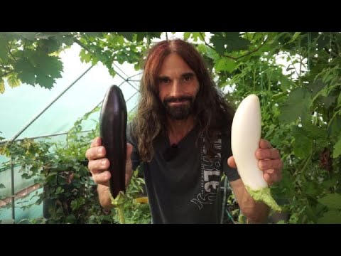 Video: Vad är en Nubia-aubergine: Lär dig om Nubia-auberginevård i trädgårdar