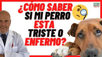 ¿Cómo saber si un perro está triste?