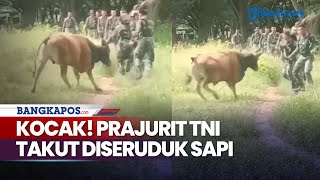 Kocak! Prajurit TNI Gagal Gagah Gegara Takut Diseruduk Sapi