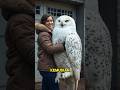BURUNG HANTU INI TERPISAH DENGAN KELUARGANYA🦉 #fyp  #shorts #shortsvideo  #burunghantu