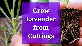 Grow Lavender from Cuttings