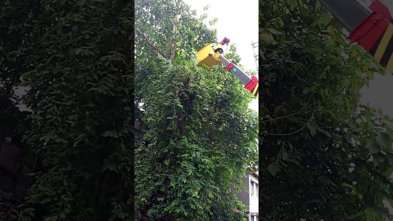 Trim paper tree near 20 kv line