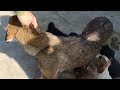मांतो मां होती है इस मै 2 बच्चे इस के नही ह फिर भी सब को दूद पिला रही ह #trending  #dog #dog