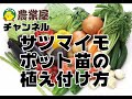 サツマイモポット苗の植え付け方　農業屋