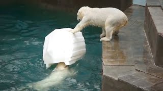 Медвежонок Белка завладела плавающим айсбергом, плавает с ним и прыгает на него.