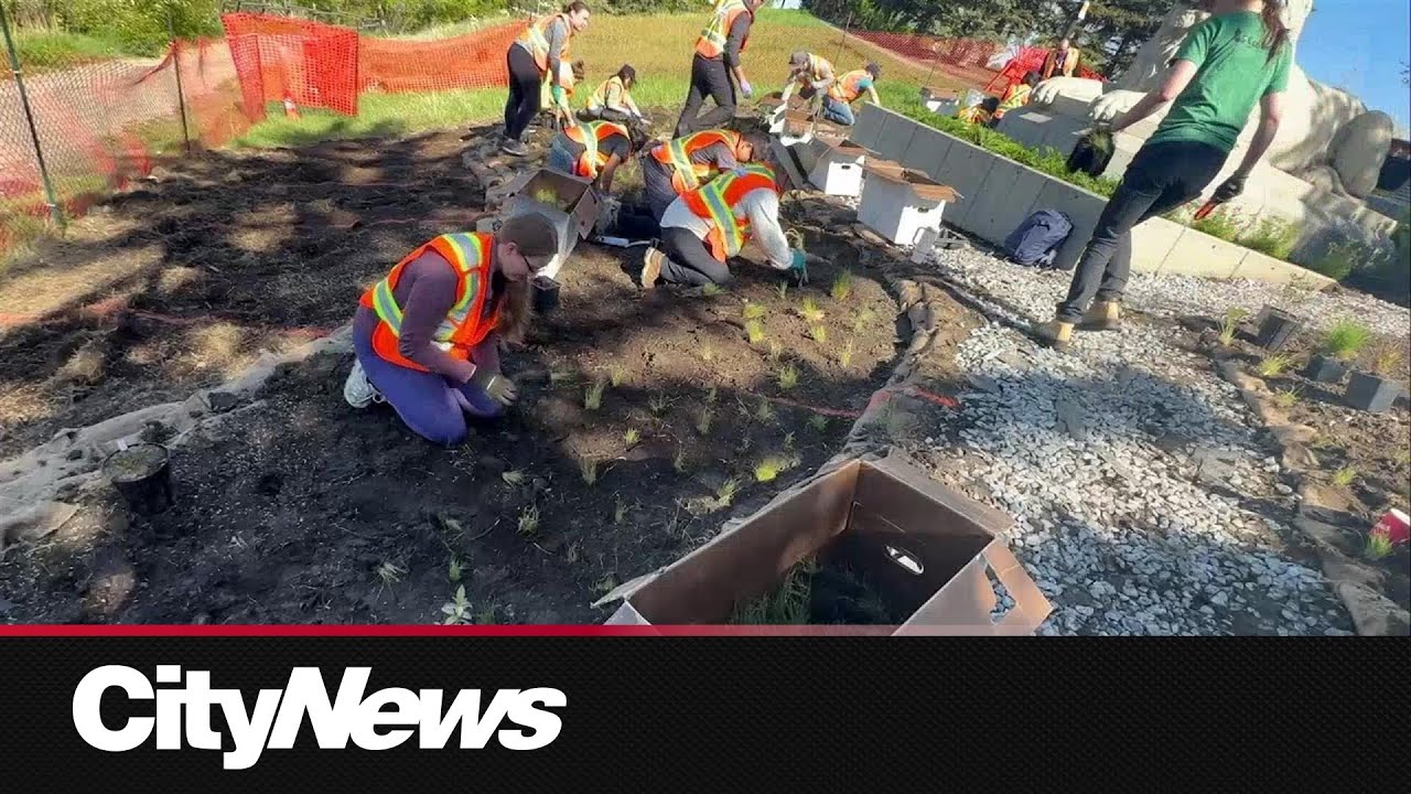 The City of Calgary creating new homes for native species at Rotary Park