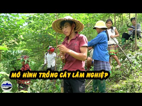 Video: Xây Nhà, Trồng Cây