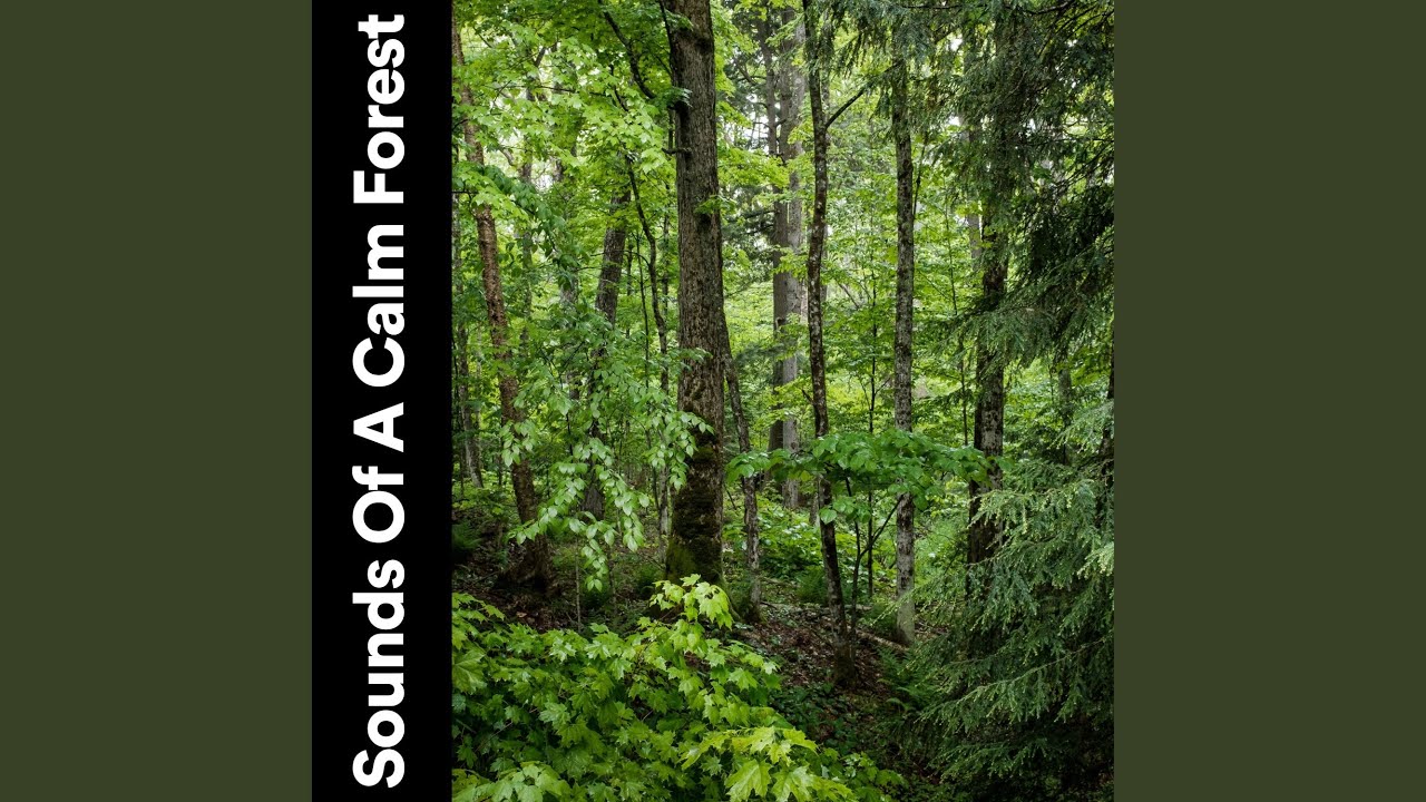 Nature Ambient Sounds for Relaxation, Pt. 6 - YouTube