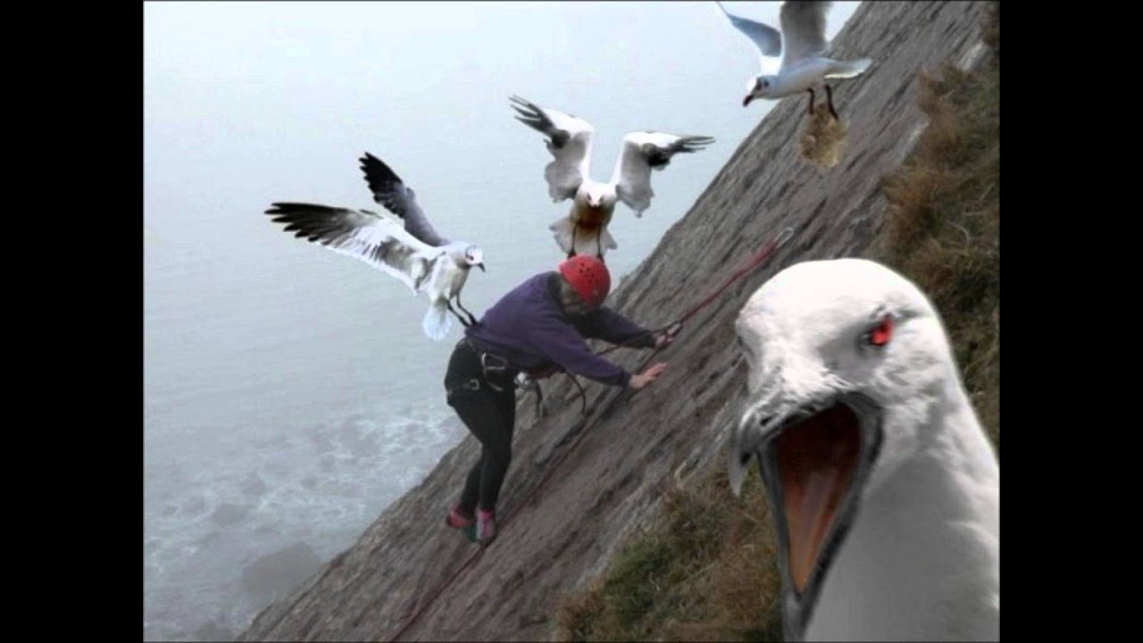 Whitehouse Bird Seed YouTube