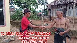 Tips Sebelum Membeli Ayam Secara Online #ayampakhoy #ayambirma #ayambangkok. 