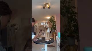 Labradoodle groom #satisfying #labradoodle #dogs #grooming #cute #puppies #satisfyingvideo