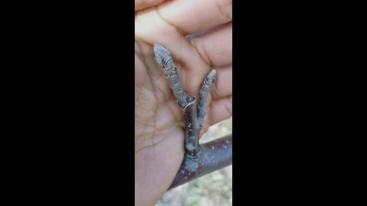 Apple pruning? Stub-cut or ringcut?