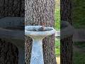 Beautiful birdie friends!!!🕊️