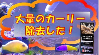 海水魚水槽のカーリー(セイタカイソギンチャク)を除去しました！