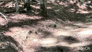 Carolina North Forest