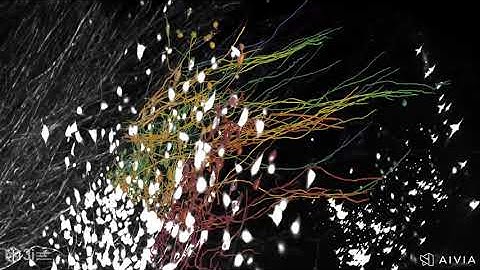 Substantia nigra 3D flythrough