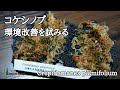 コケシノブの状態が悪い！？ 環境の改善を試みる！ Crepidomanes palmifolium