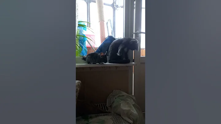 Watch the video about Funny cat and chinchilla #337 #cat #chinchilla #funny #shorts