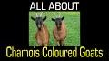 Video for Chamois Coloured goat