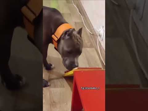 Краткий лайфхак как отучить собаку грызть вещи в доме 👍