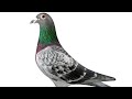 Safeer khan ke beautiful pigeon 