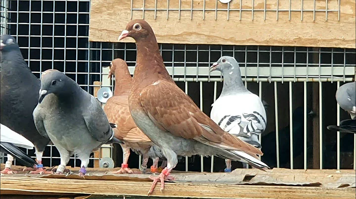 Racing pigeon team getting FULL!