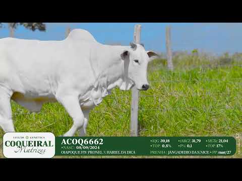 LOTE 28 ACOQ 6520 6662 6669