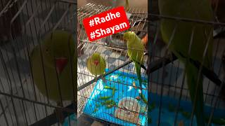 #lunchrecipe #school #parrot #fish #ytshorts #dailyshorts #trendingshorts