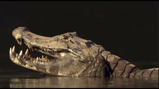 Watch Christine Lavin Camping video