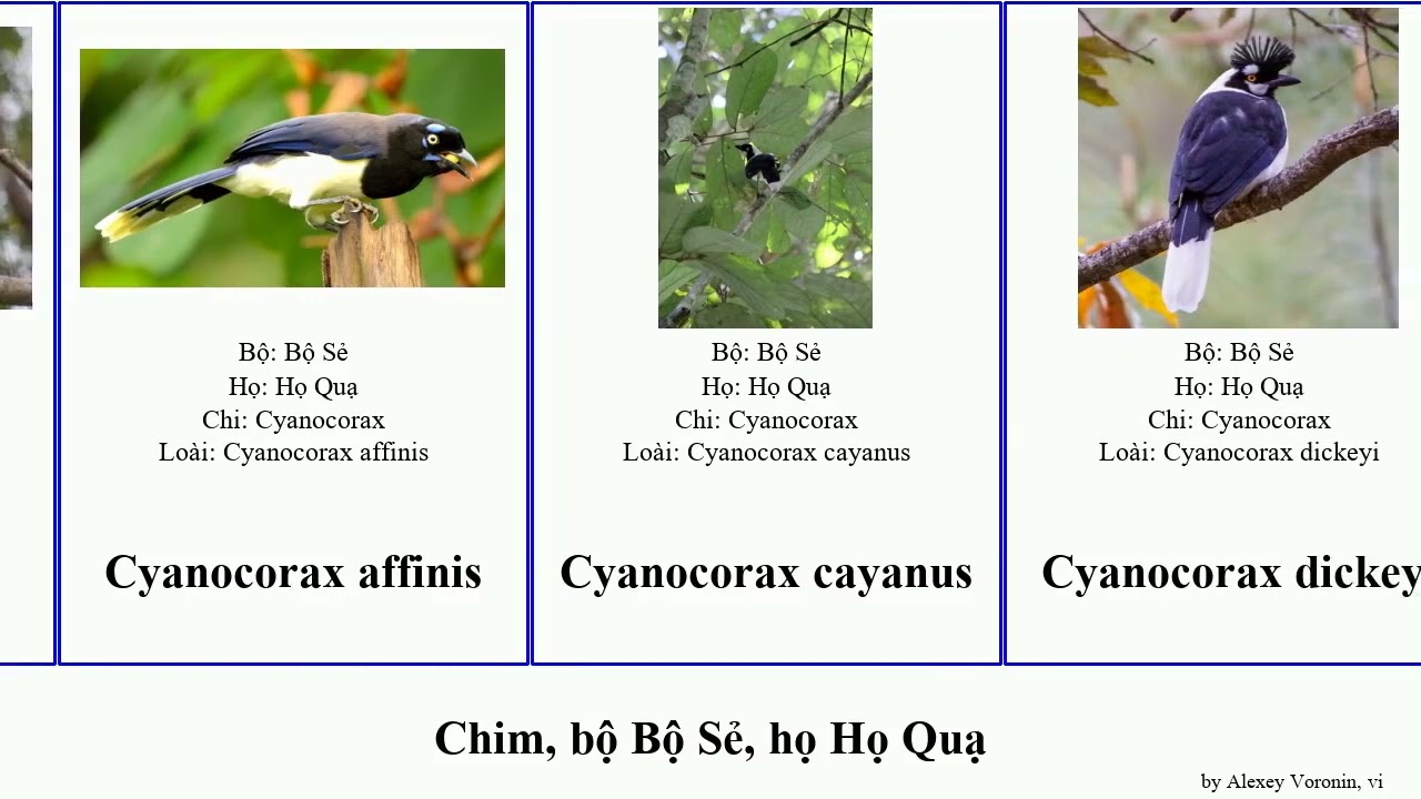 Chim, bộ Bộ Sẻ, họ Họ Quạ corvus pachycephala cyanocorax cyanolyca dendrocitta cùi aphelocoma giẻ