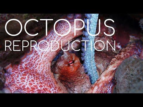 Video: Cum se reproduc tentaculatele?